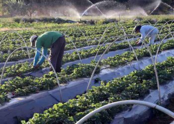 agricultura familiar