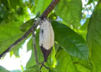 nova praga que atinge cultivo de cacau e cupuaçu