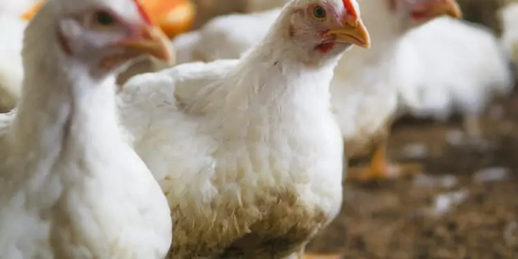 Gripe aviária: Holanda pretende sacrificar quase 30 mil galinhas para combater doença 1 gripe aviária