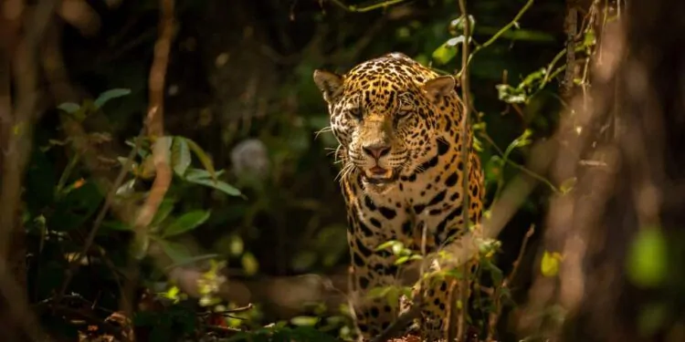 onça na floresta