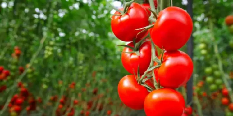 produção de tomate