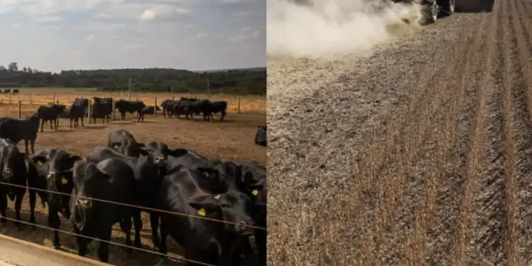 VBP do agronegócio para 2022 deve alcançar R$ 1,179 trilhão, diz Mapa 1 produção agropecuária