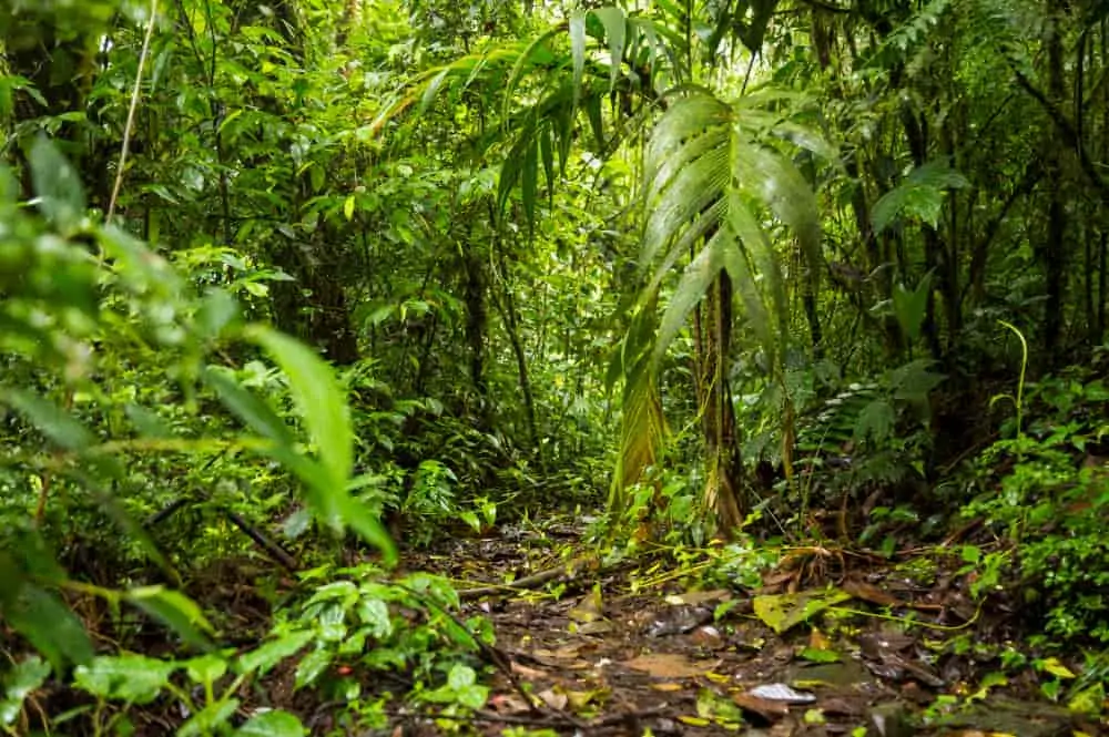 Floresta tropical