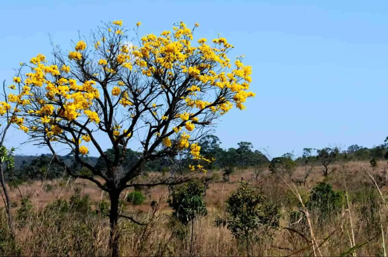 Ypê amarelo