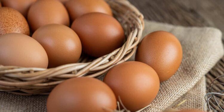 exportação brasileira de ovos