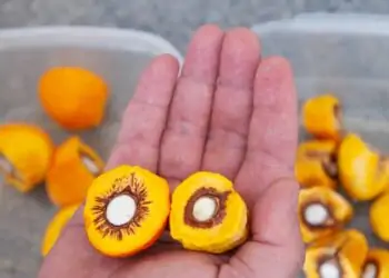 pequi sem espinhos