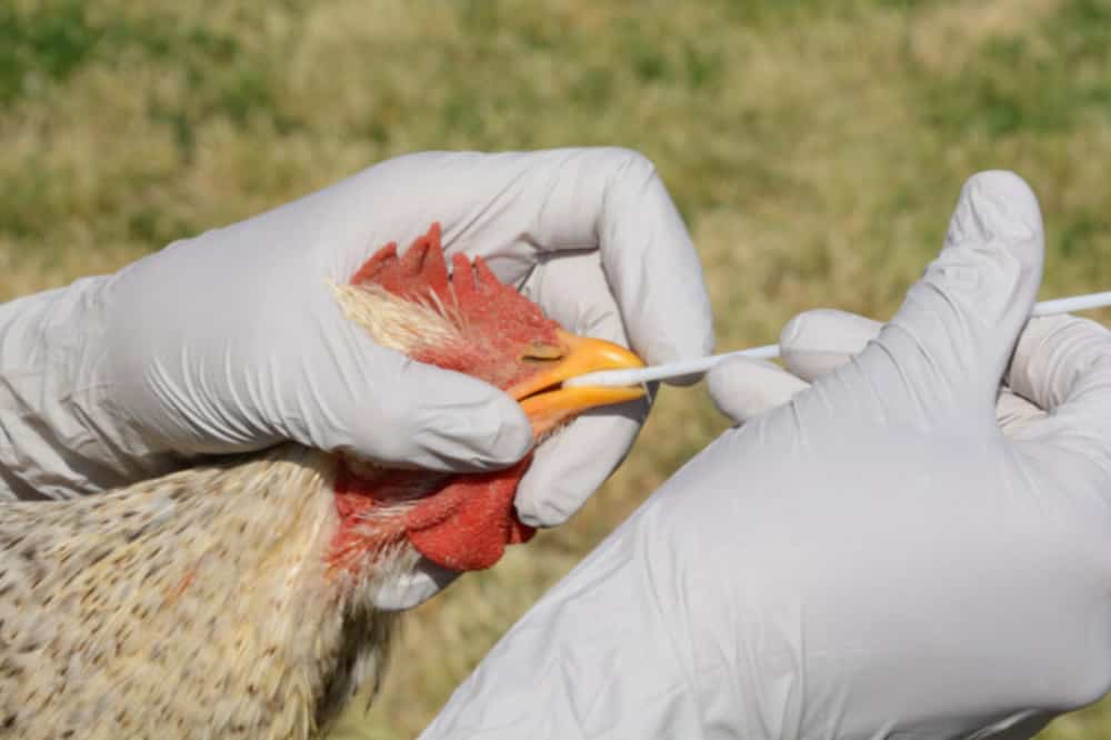 Surto de gripe aviária em aves
