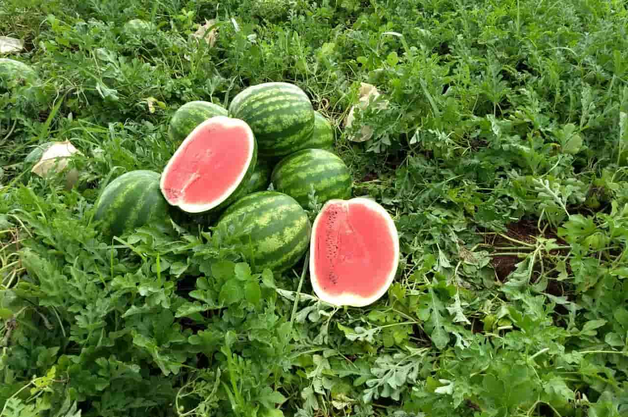 produção de melancia