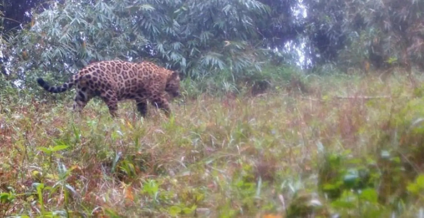 Onça-pintada considerada extinta é encontrada na Serra do Mar paranaense 3 Onça-pintada