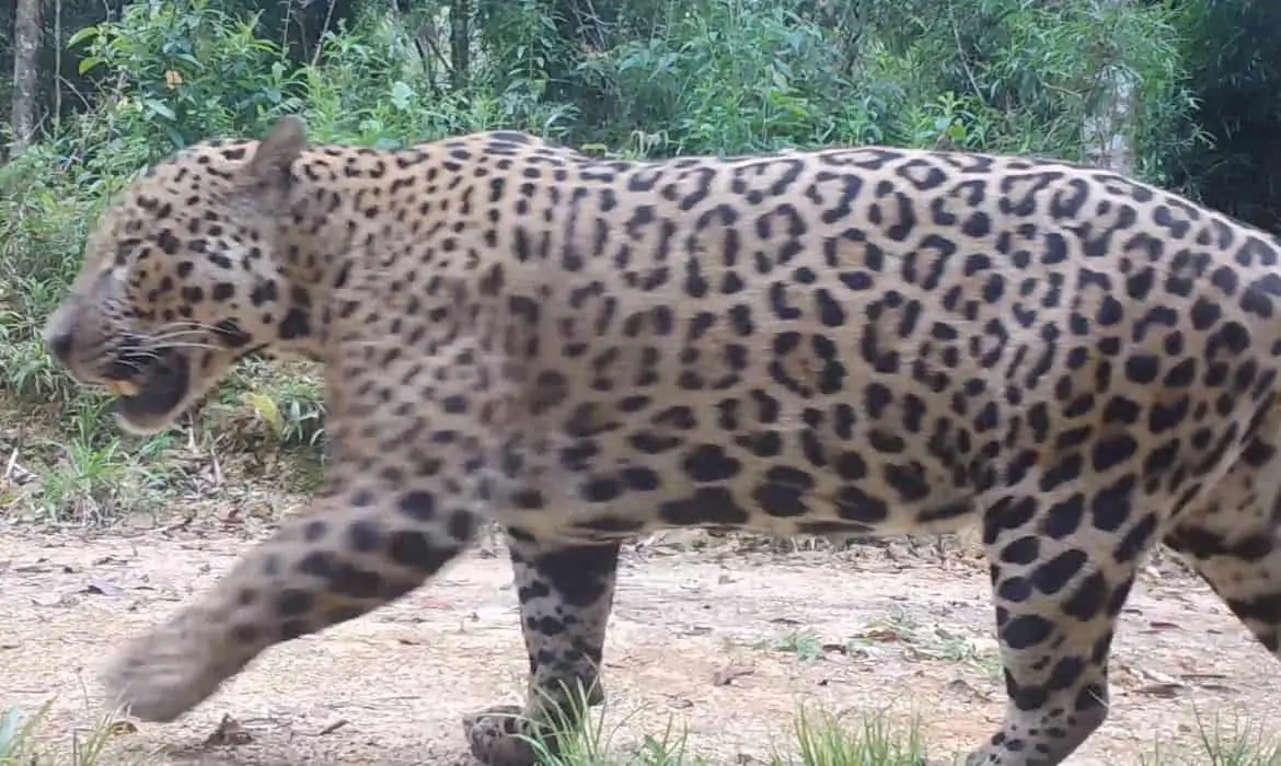 Onça-pintada considerada extinta é encontrada na Serra do Mar paranaense 2 onça-pintada