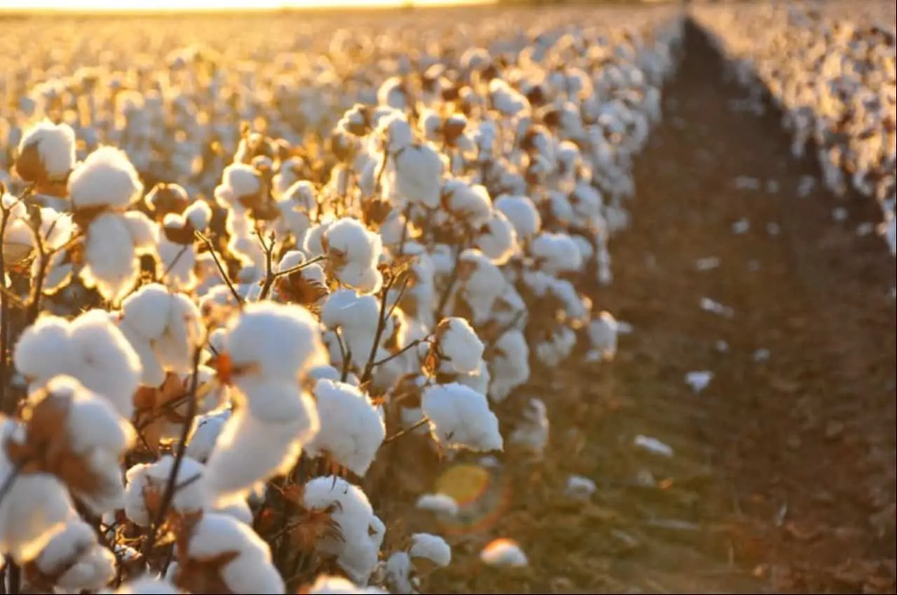 VBP do agronegócio para 2022 deve alcançar R$ 1,179 trilhão, diz Mapa 2 faturamento de produção