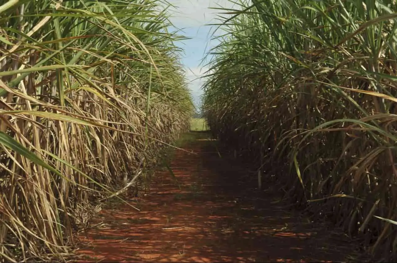 cana-de-açúcar