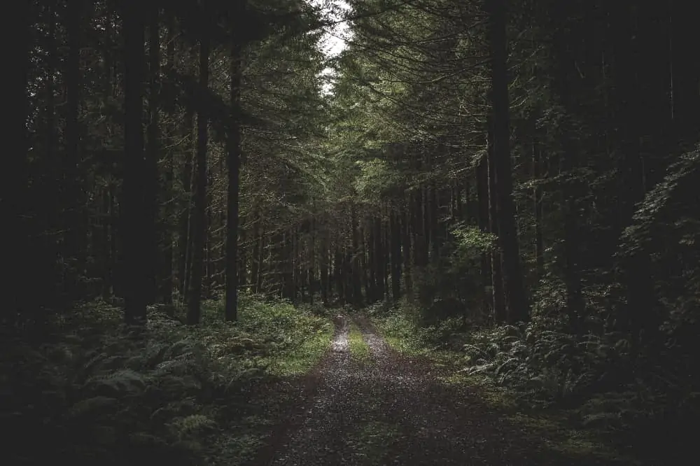 Floresta