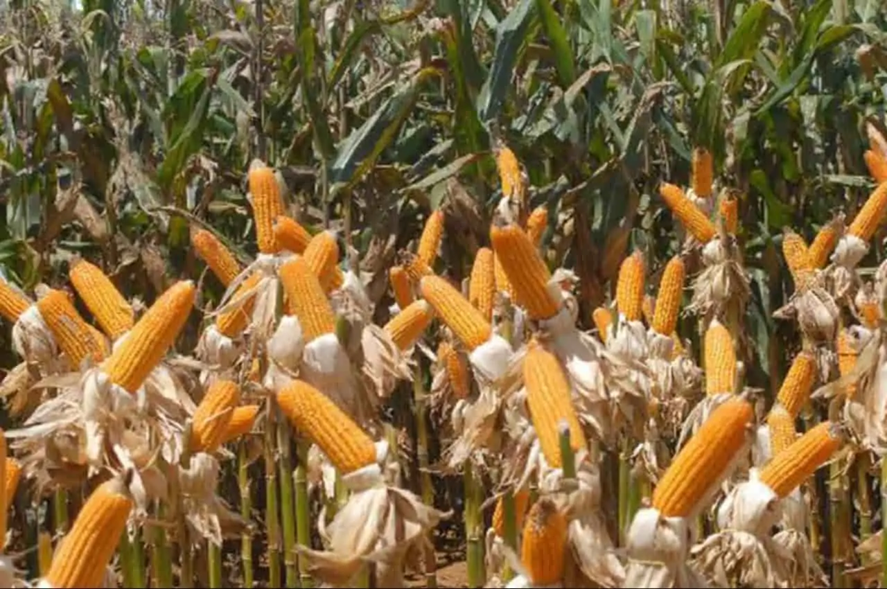 Conab projeta 313 milhões de toneladas de grãos na safra de 2022/23 2 plantação de milho