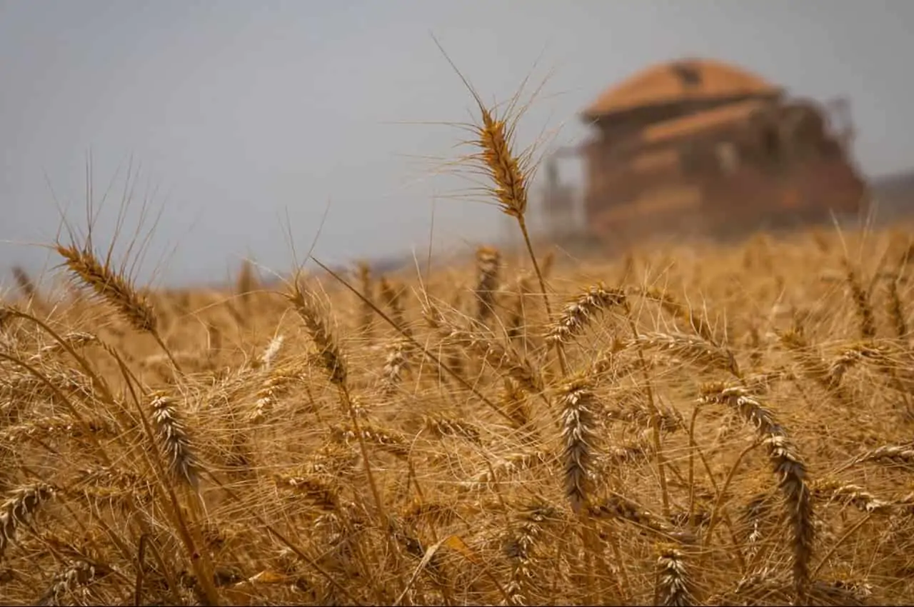 Conab projeta 313 milhões de toneladas de grãos na safra de 2022/23 3 safra de 2022