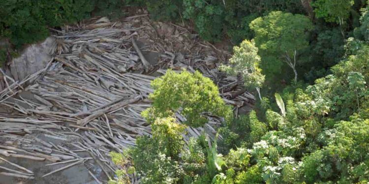 desmatamento na amazônia