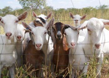 doenças em caprinos