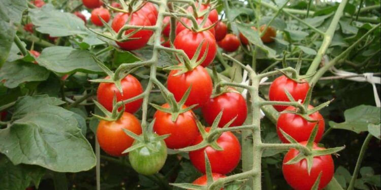 produção de tomate