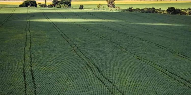 IBGE aumenta para 293,6 milhões de toneladas projeção para safra de 2023 1 safra