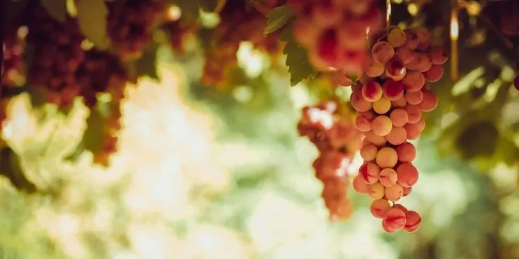 Preço da uva industrial terá reajuste de 20,61% em 2023 1 Preço da uva industrial