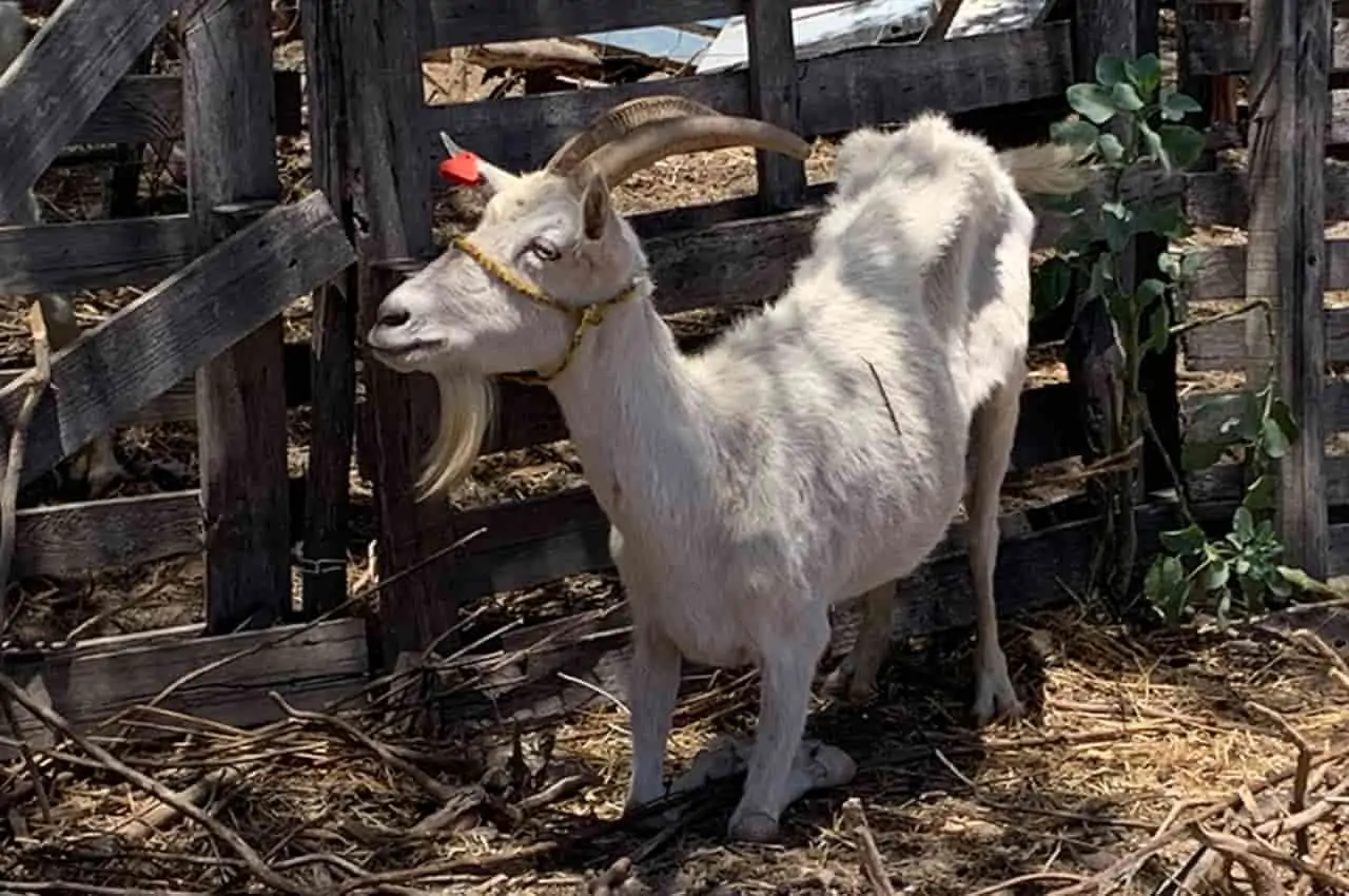 cabras doentes no nordeste