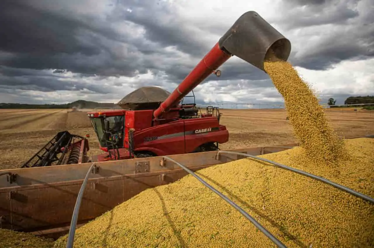 colheita de grãos