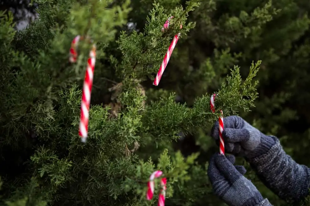 Natal: dicas de como celebrar a data sem prejudicar o meio ambiente 2 árvore de natal