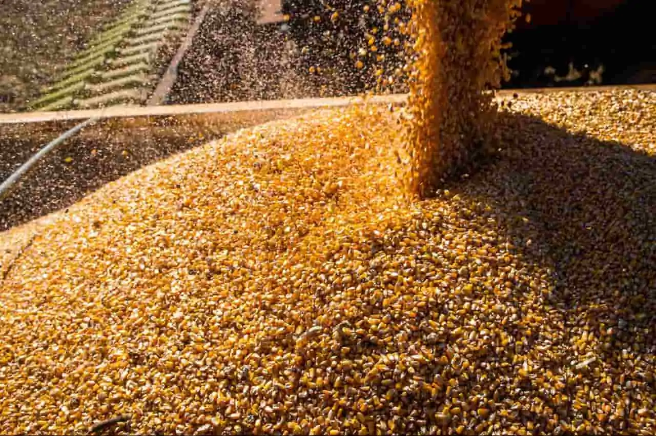 IBGE aumenta para 293,6 milhões de toneladas projeção para safra de 2023 2 milho