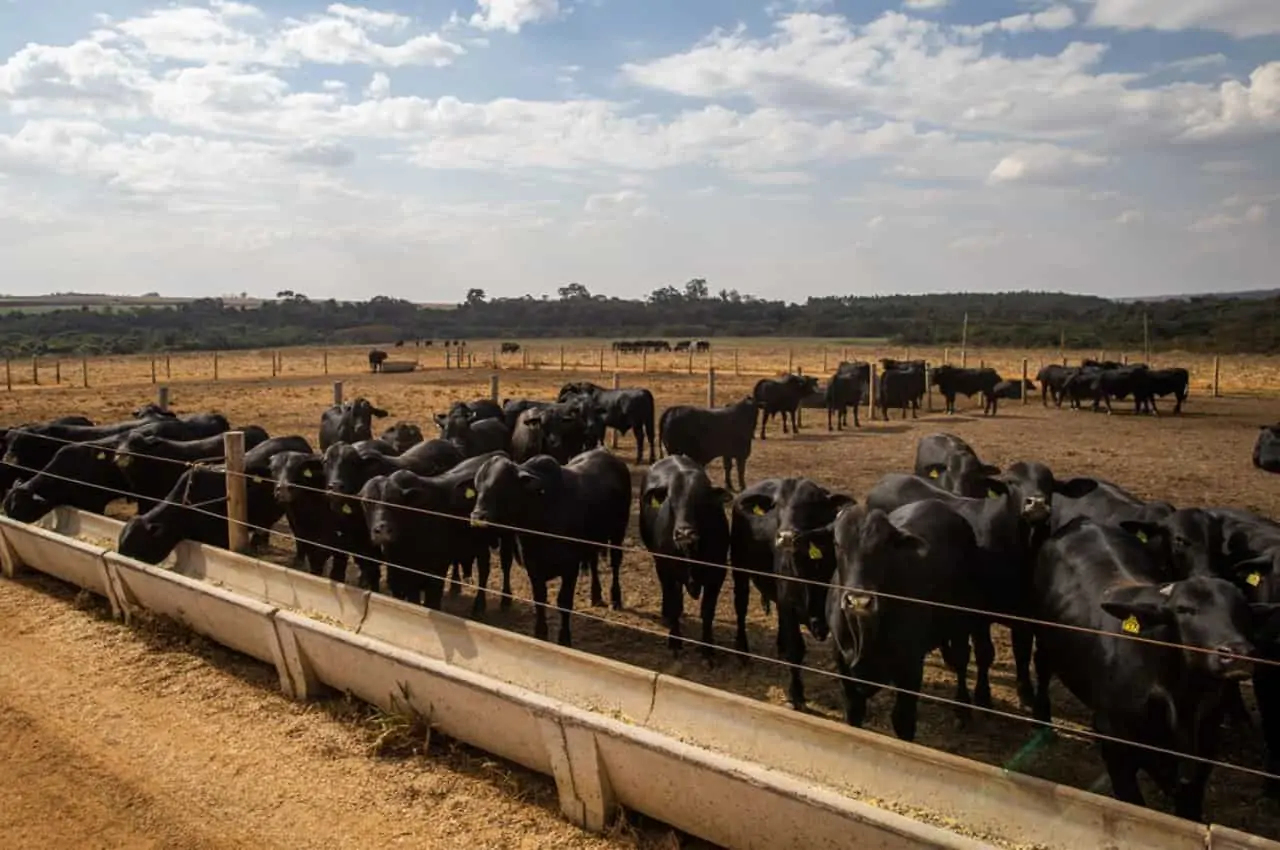 pecuária