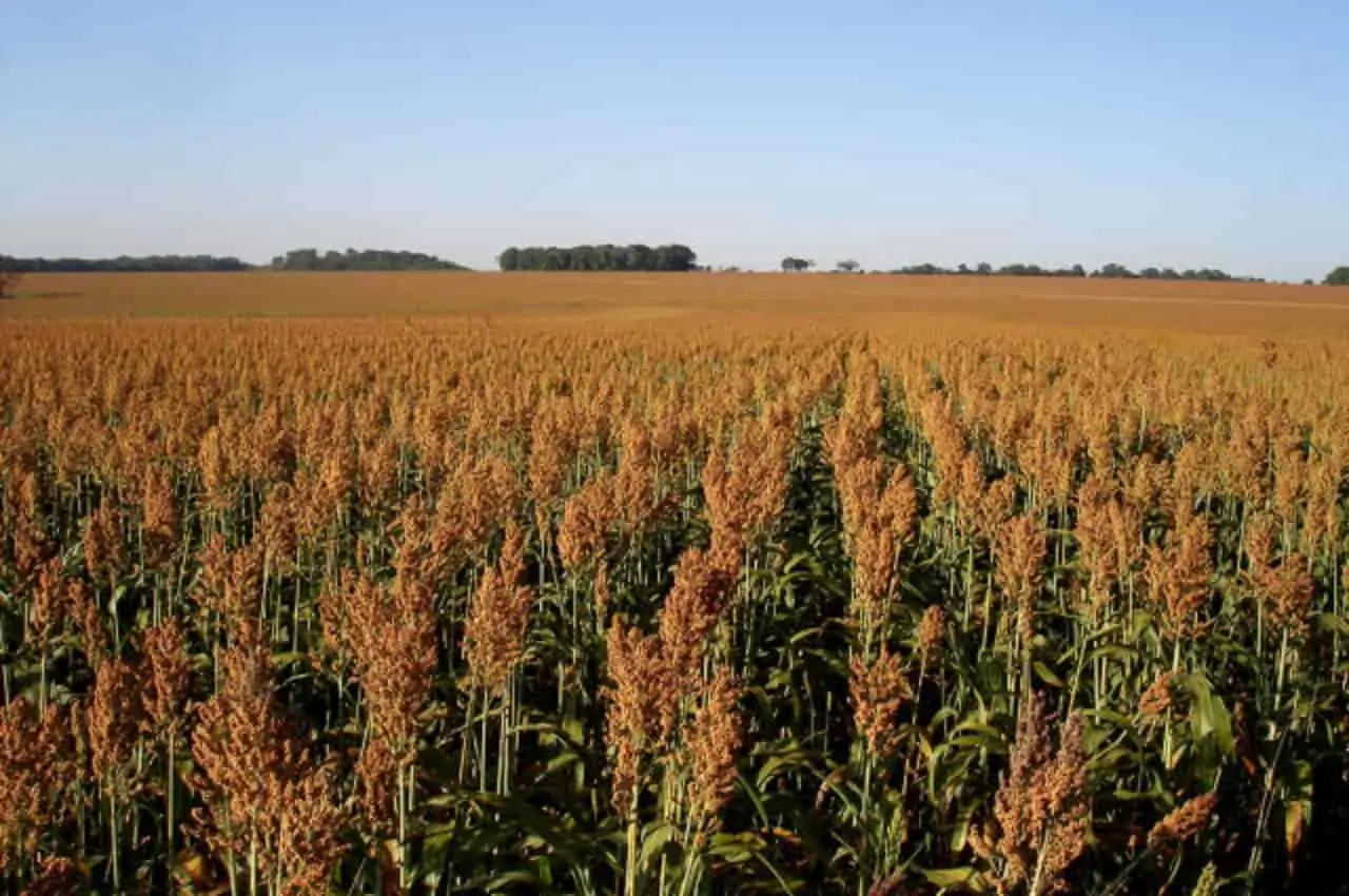 sorgo