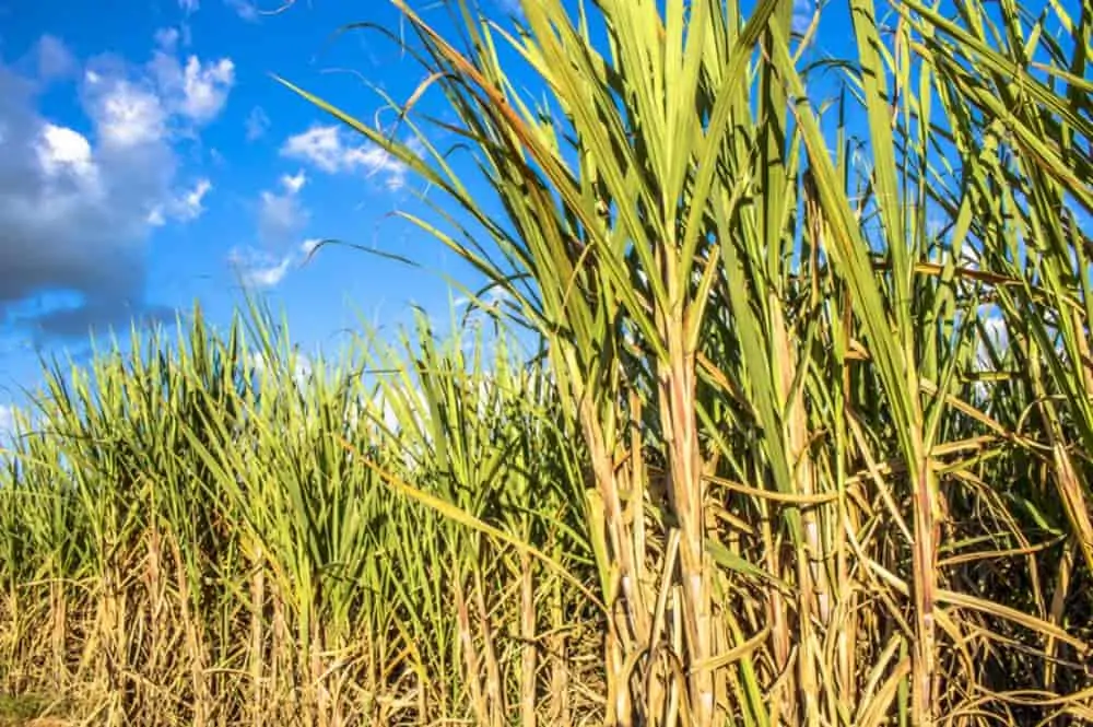 Produção de cana-de-açúcar cresce 4,4% e deve chegar a 598 milhões de toneladas 2 produção de cana-de-açúcar