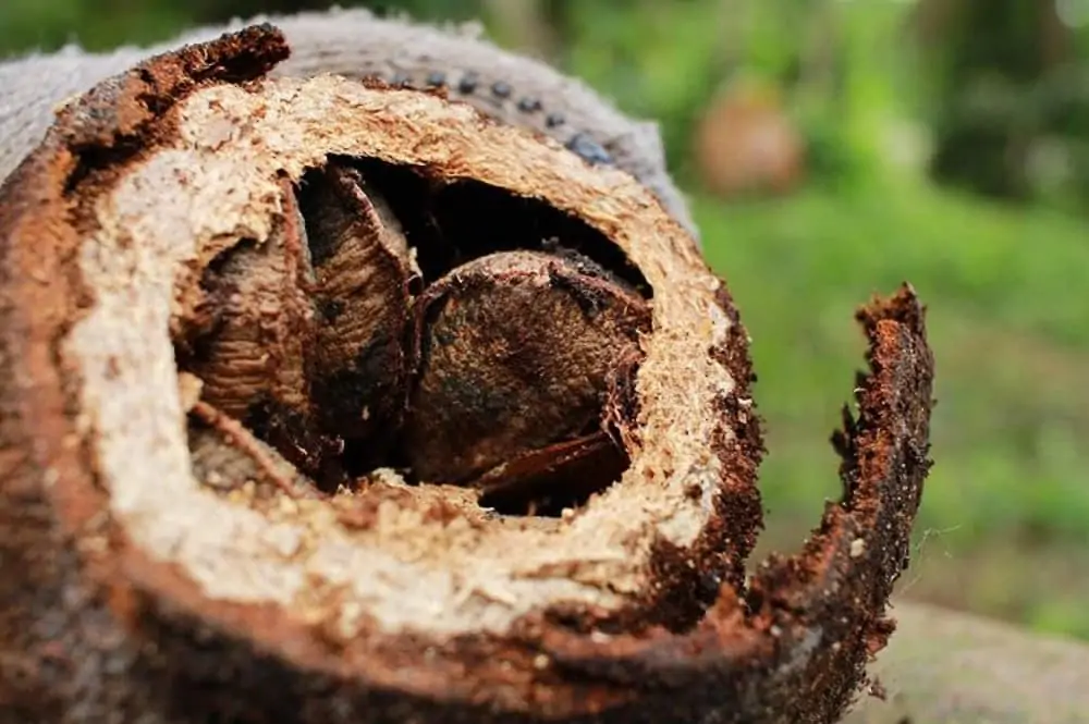Mudanças climáticas atingem produção de castanha-do-pará, diz estudo 3 produção de castanha-do-pará