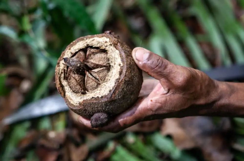 Mudanças climáticas atingem produção de castanha-do-pará, diz estudo 2 Castanha-da-amazônia