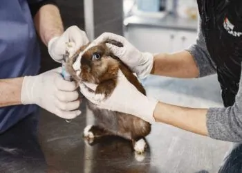 testes em animais