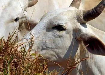 brucelose e tuberculose