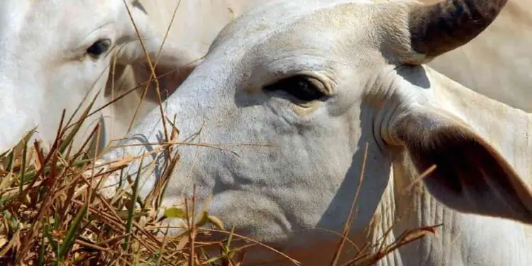 Agrodefesa certifica fazendas goianas como livres de brucelose e tuberculose 1 brucelose e tuberculose