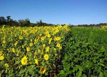 produção de sementes agroecológicas