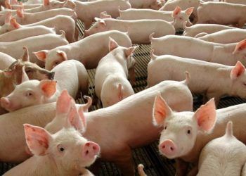 exportações de carne suína