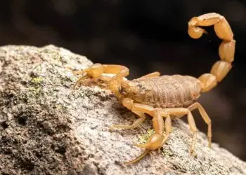 picada de escorpião