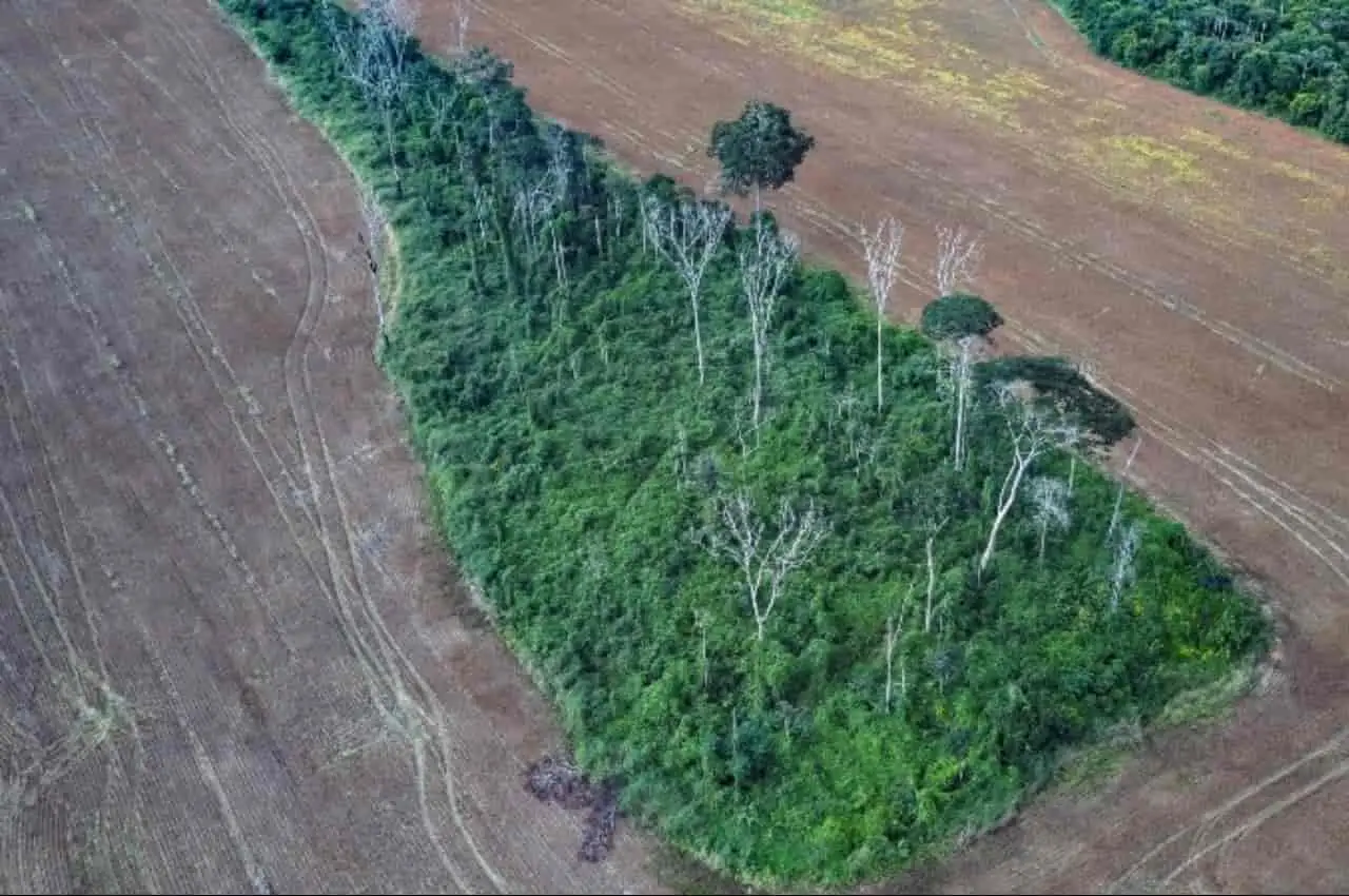 Cerca de 38% da Amazônia sofre algum tipo de degradação, diz estudo 3 floresta