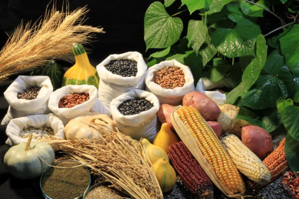 novas regras para uso e comercialização de sementes