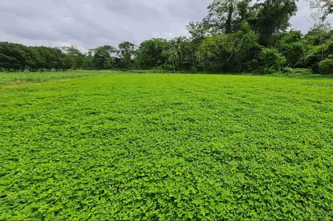 União Europeia deixa de exigir certificado para importar amendoim brasileiro 1 aflatoxinas