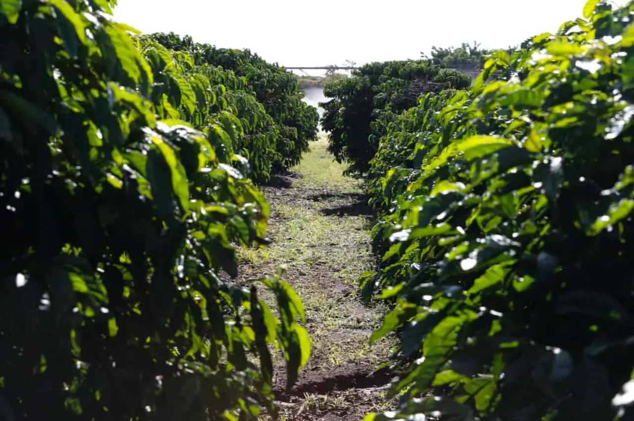 Entra em vigor novo padrão para café torrado; saiba quais 2 novos padrões