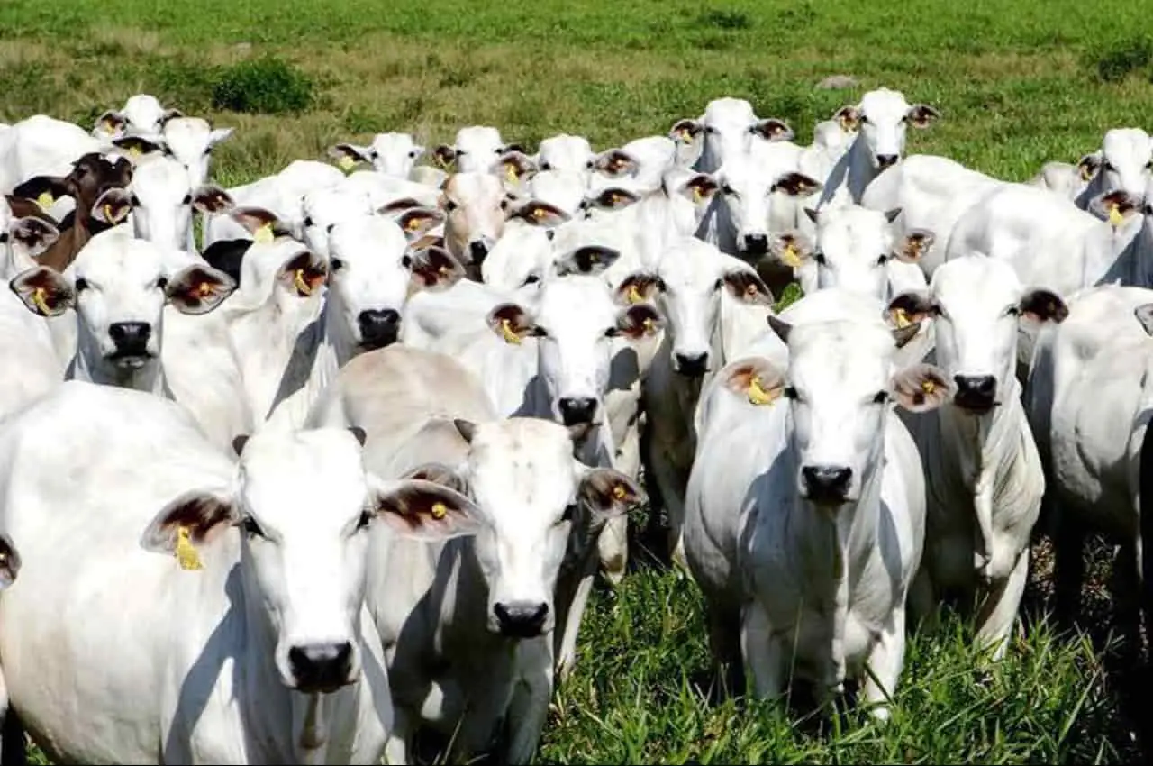 Agrodefesa certifica fazendas goianas como livres de brucelose e tuberculose 3 Agrodefesa