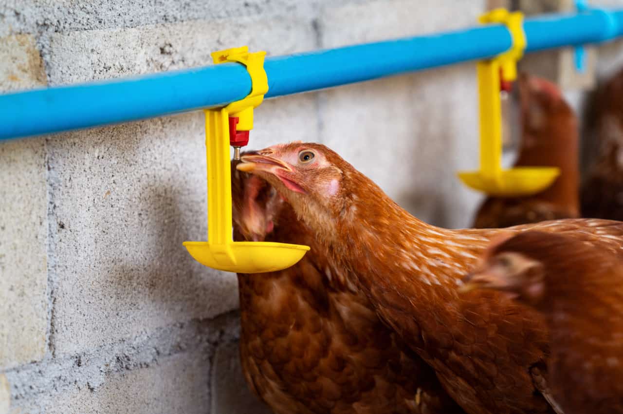 Surto de gripe aviária na Romênia
