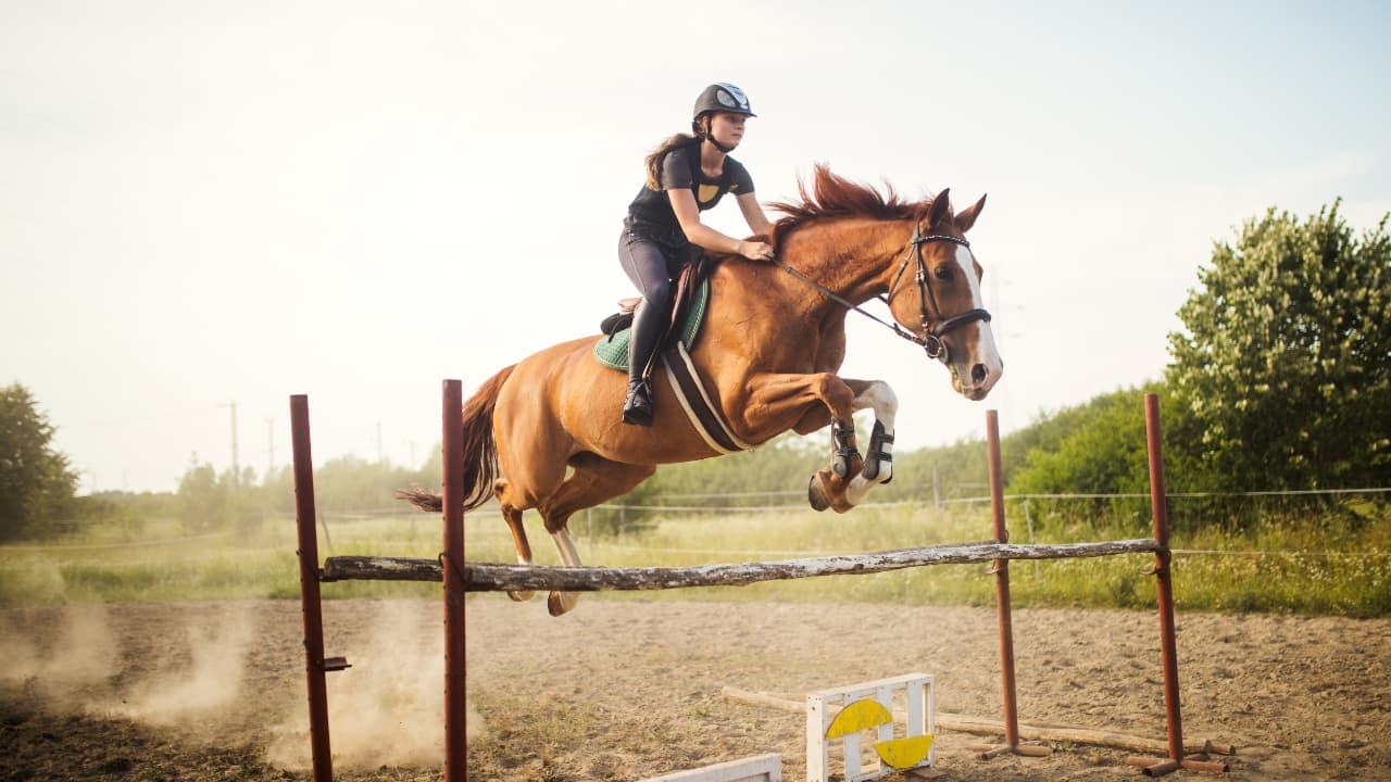 Corrida Carruagem Com Obstáculos Cavalos fotos, imagens de