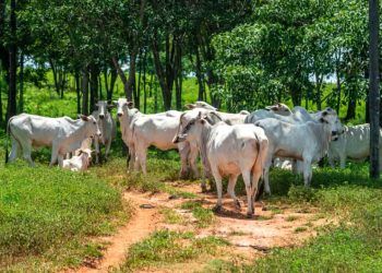 casos de vaca louca no Brasil