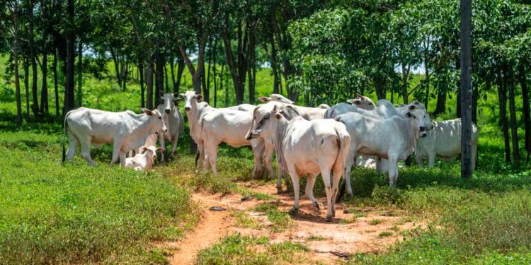 casos de vaca louca no Brasil