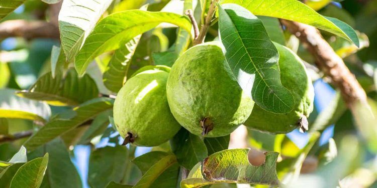 Embrapa desenvolve nova cultivar de goiaba resistente ao nematoide-das-galhas 1 goiaba