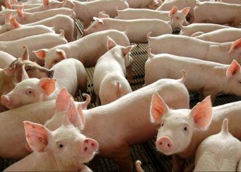 Exportações de carne suína